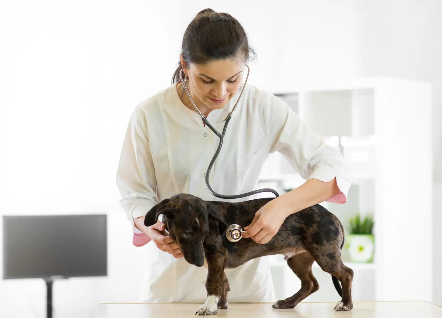 pets-and-pet-care-55